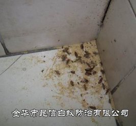 灭蟑螂